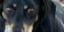 Enlarge Max, a Adoptable Dachshund in Boone, CO image 1/1