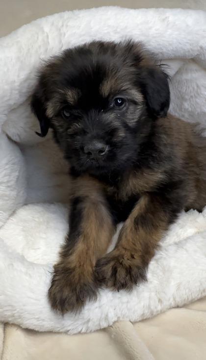 Enlarge Memphis, a Adoptable mixed breed in Lawrenceville, GA image 1/3