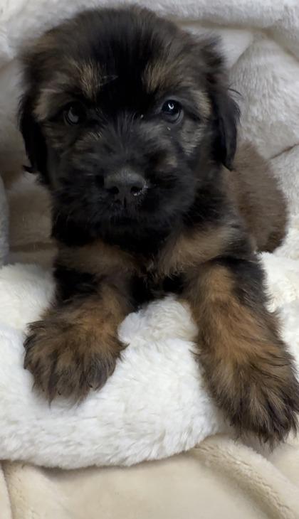 Enlarge Memphis, a Adoptable mixed breed in Lawrenceville, GA image 2/3