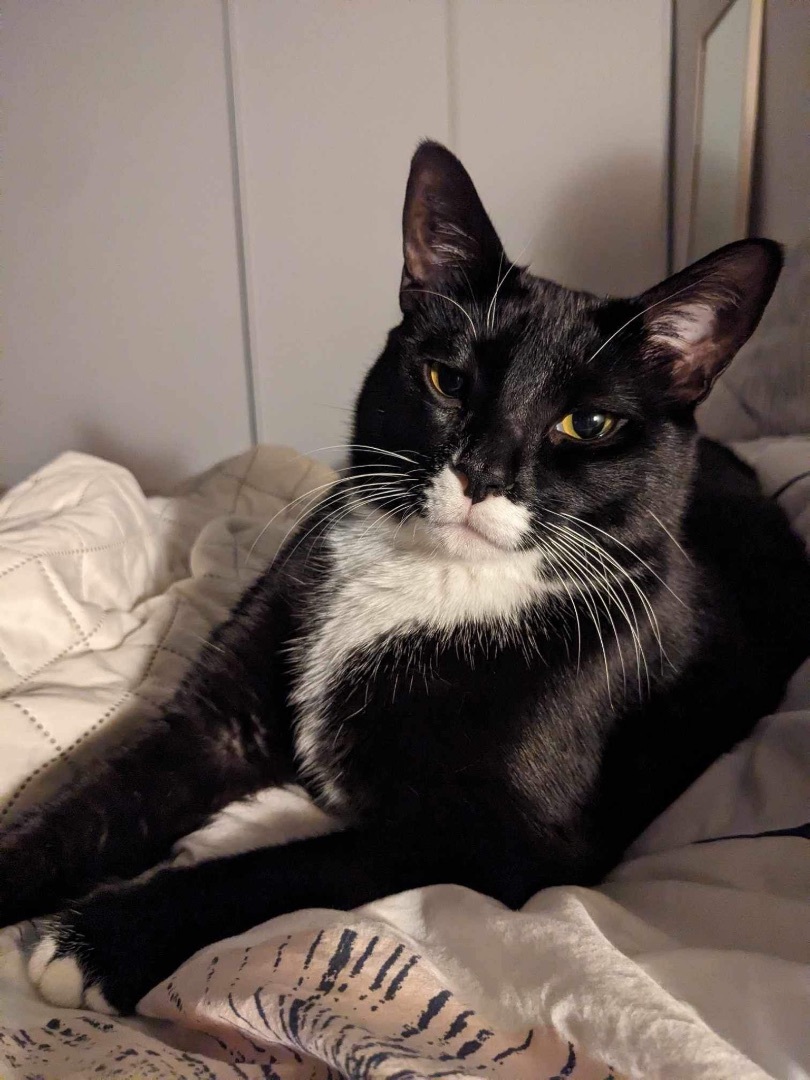 Sammy, Adopted, Adult Male Tuxedo.