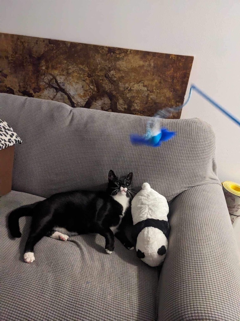 Enlarge Sammy, a Adopted Tuxedo in Chateauguay, QC image 2/7