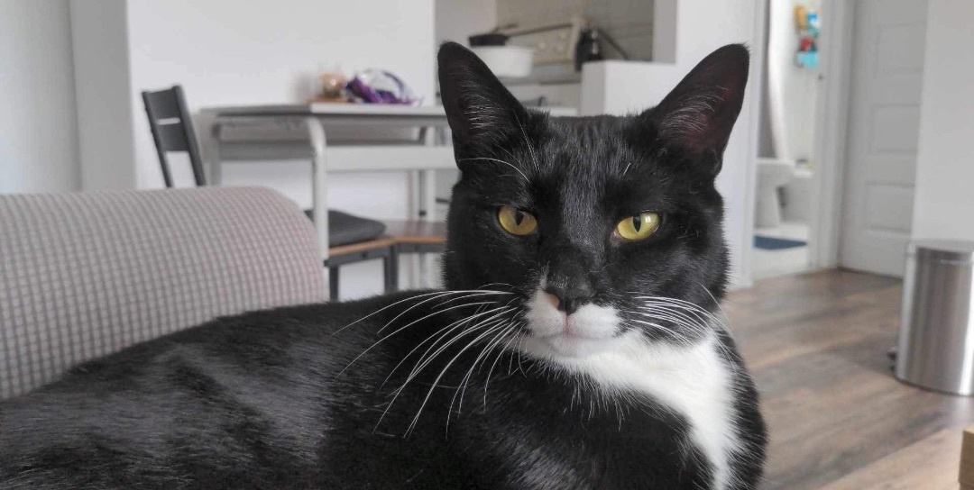 Enlarge Sammy, a Adopted Tuxedo in Chateauguay, QC image 3/7