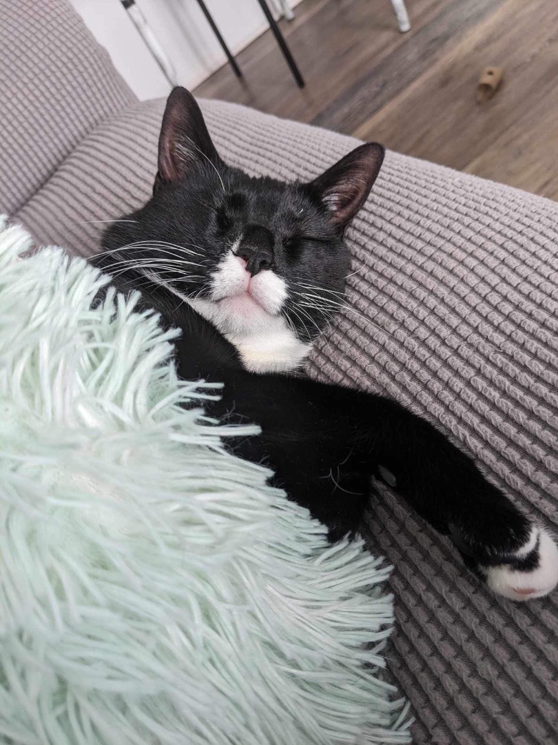 Enlarge Sammy, a Adopted Tuxedo in Chateauguay, QC image 4/7