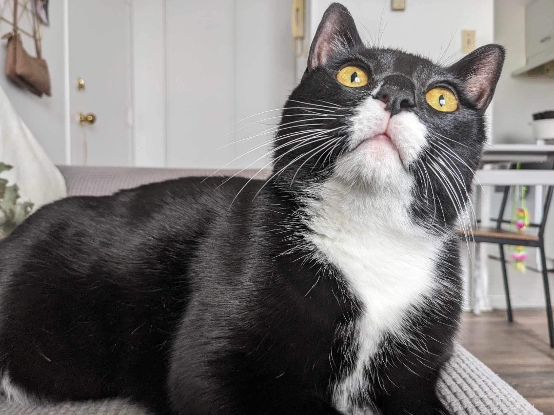 Enlarge Sammy, a Adopted Tuxedo in Chateauguay, QC image 5/7