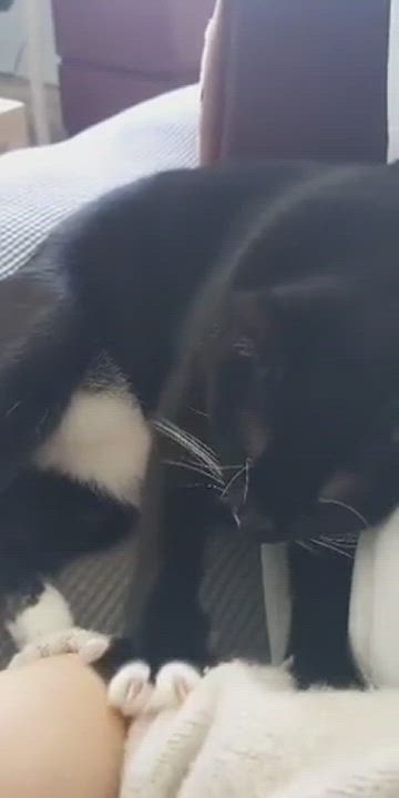 Enlarge Sammy, a Adopted Tuxedo in Chateauguay, QC video 6/7
