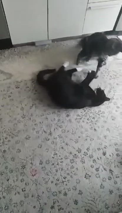 Enlarge Sammy, a Adopted Tuxedo in Chateauguay, QC video 7/7