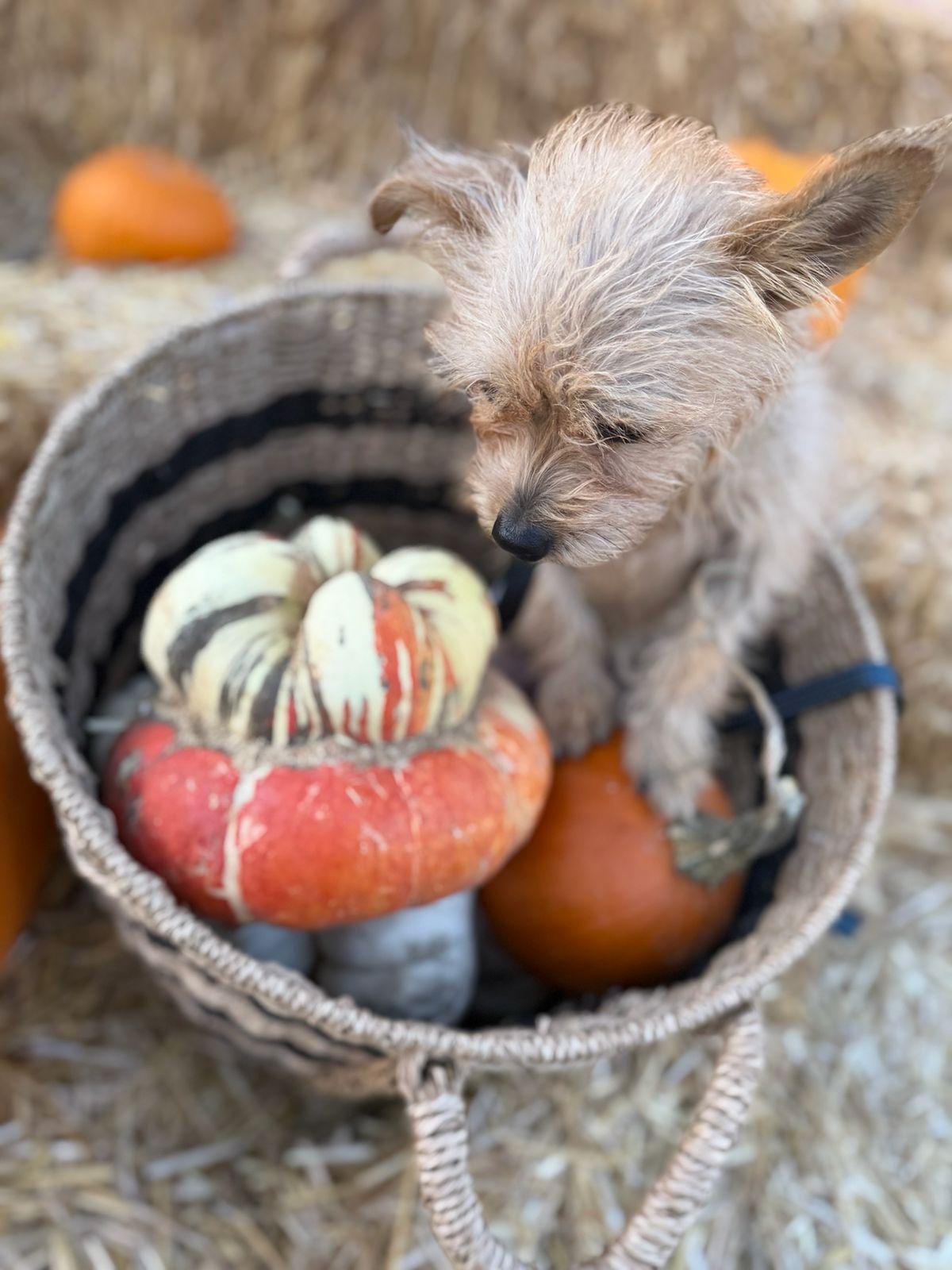 Enlarge Miracle, a Adoptable Norfolk Terrier in Los Angeles, CA image 5/5