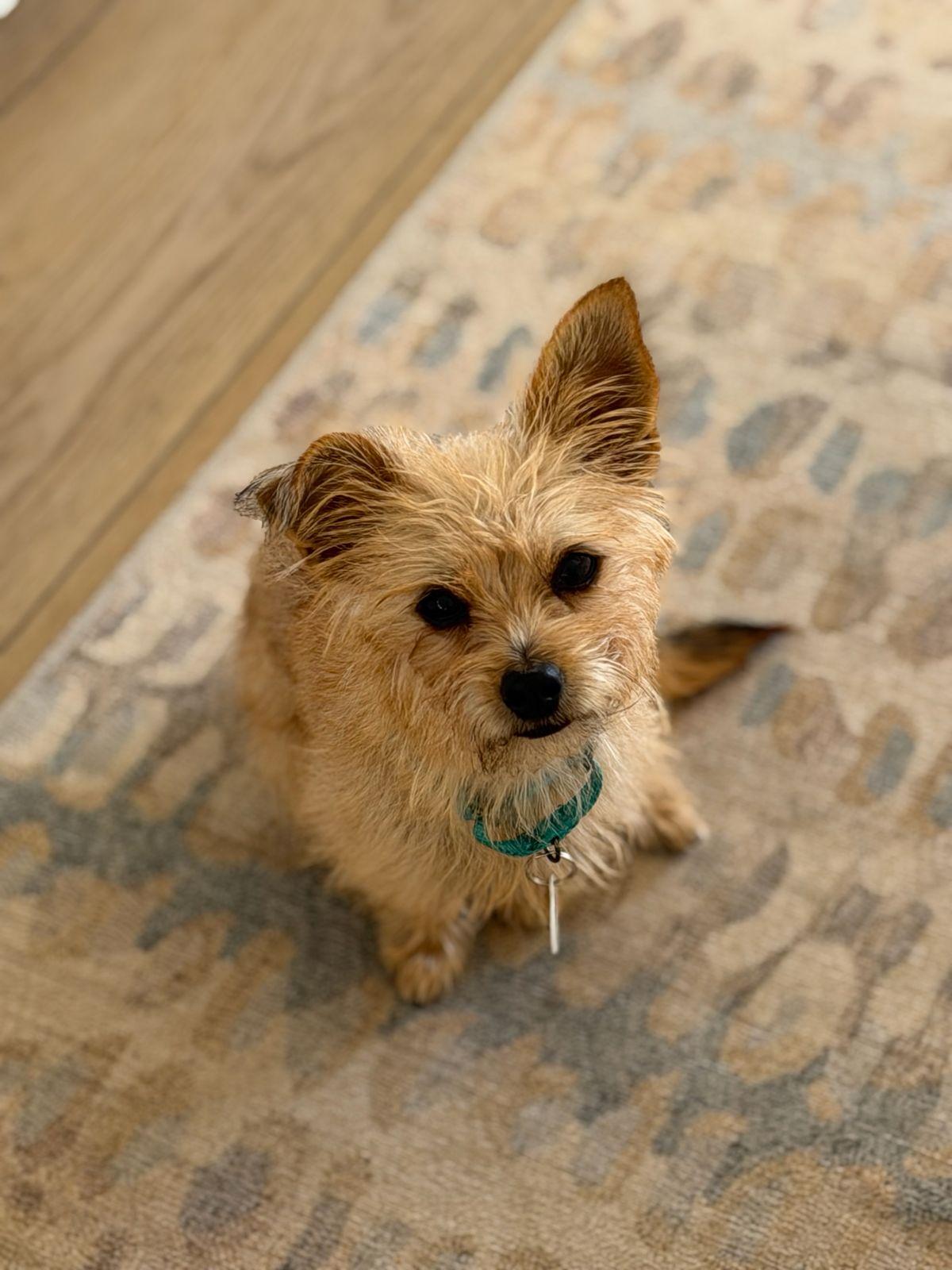 Enlarge Miracle, a Adoptable Norfolk Terrier in Los Angeles, CA image 2/5