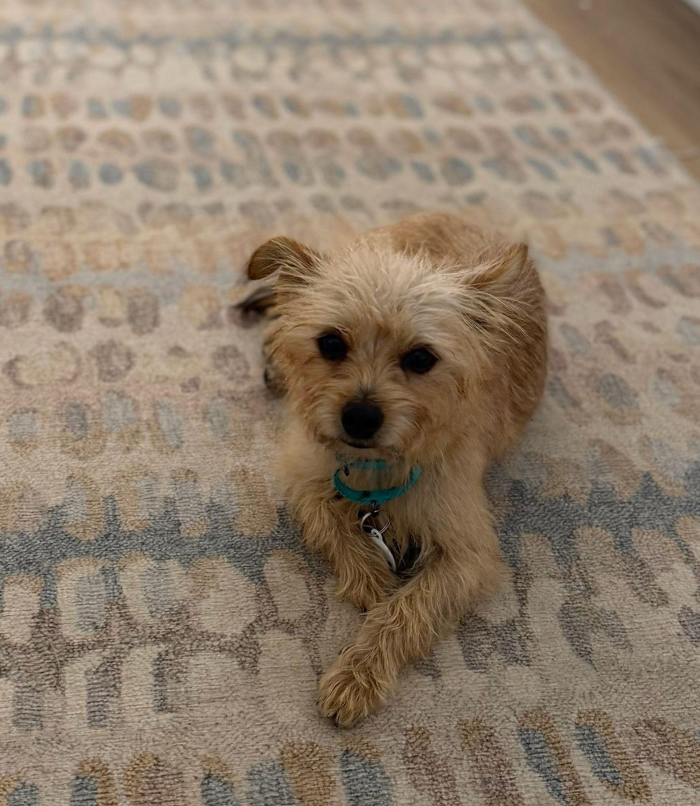 Enlarge Miracle, a Adoptable Norfolk Terrier in Los Angeles, CA image 4/5