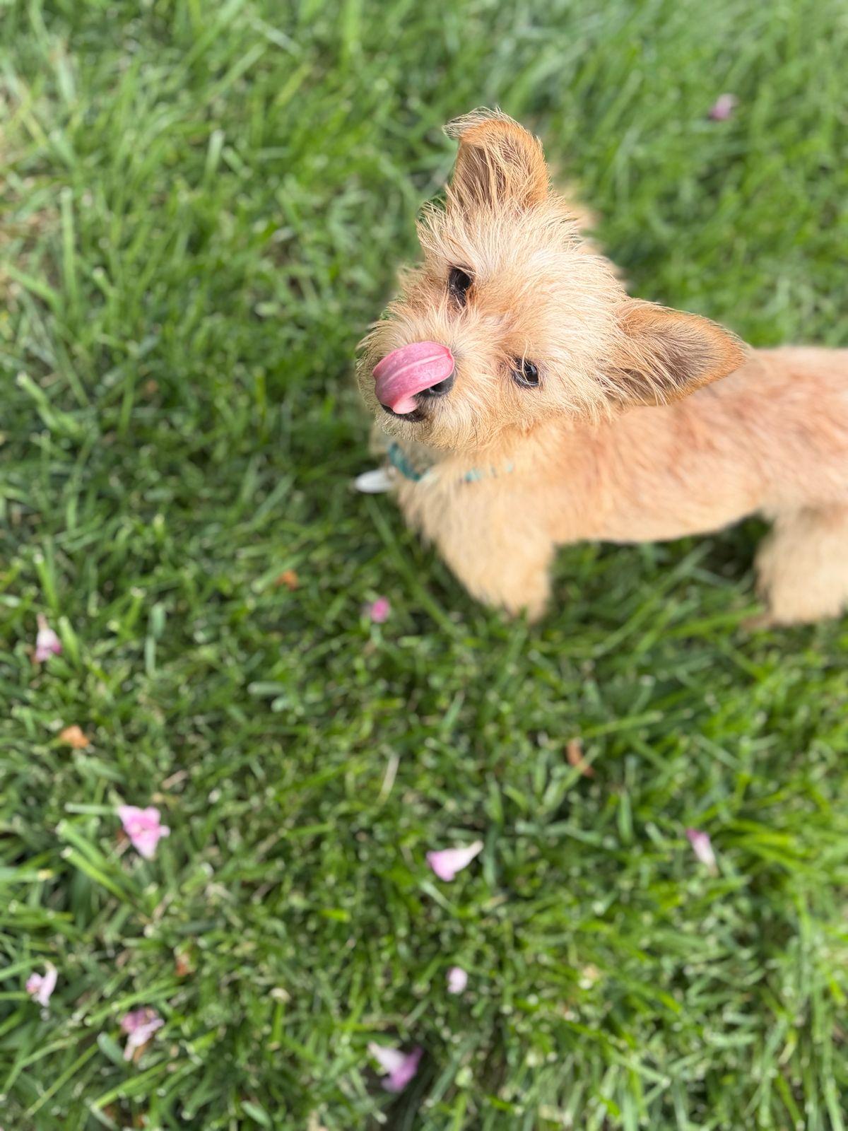 Enlarge Miracle, a Adoptable Norfolk Terrier in Los Angeles, CA image 3/5