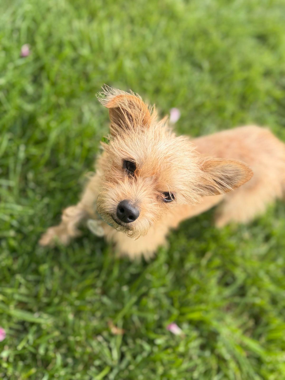 Miracle, Adoptable, Young Female Norfolk Terrier.
