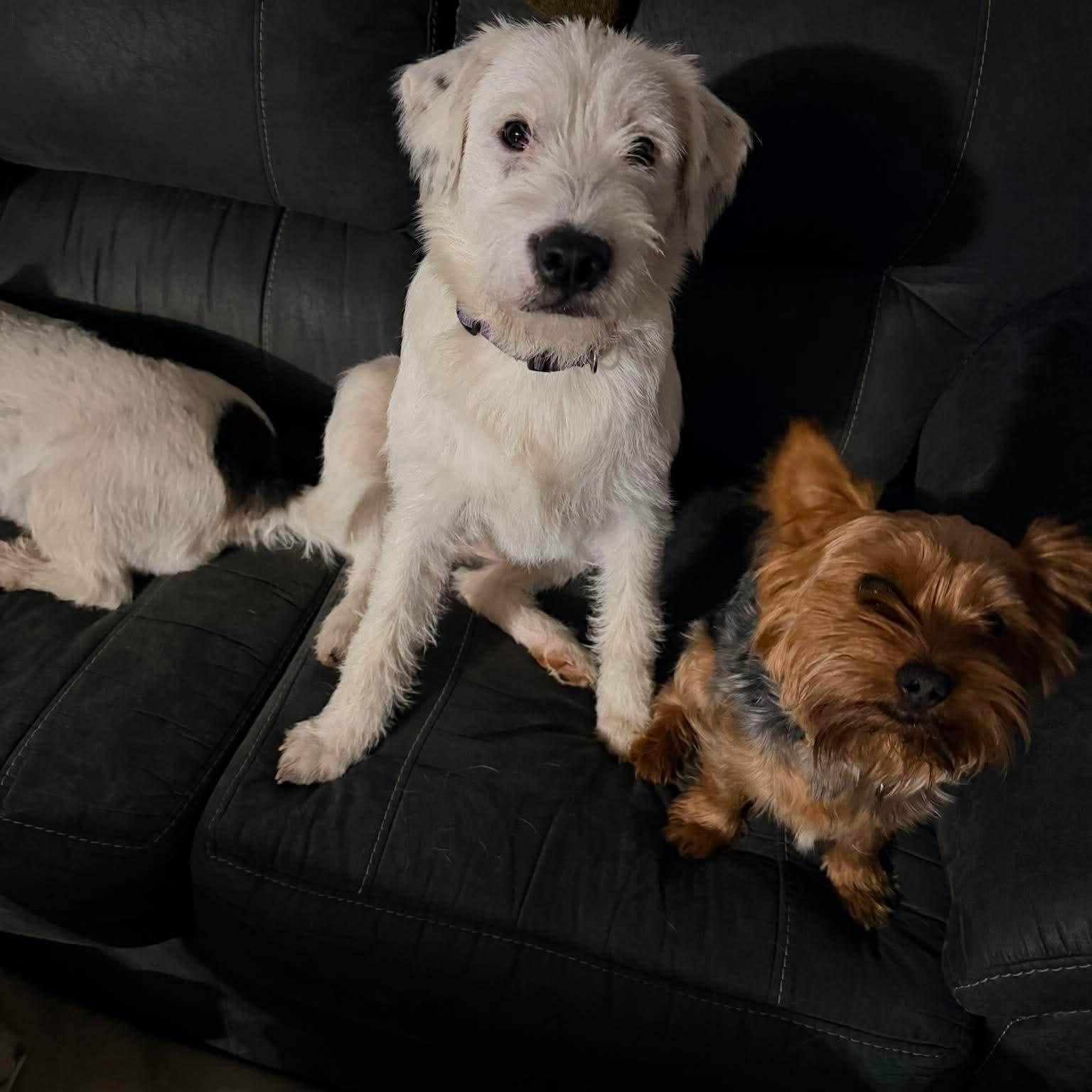 Enlarge Sydney, an adopted mixed breed in Warwick , RI image 4/5
