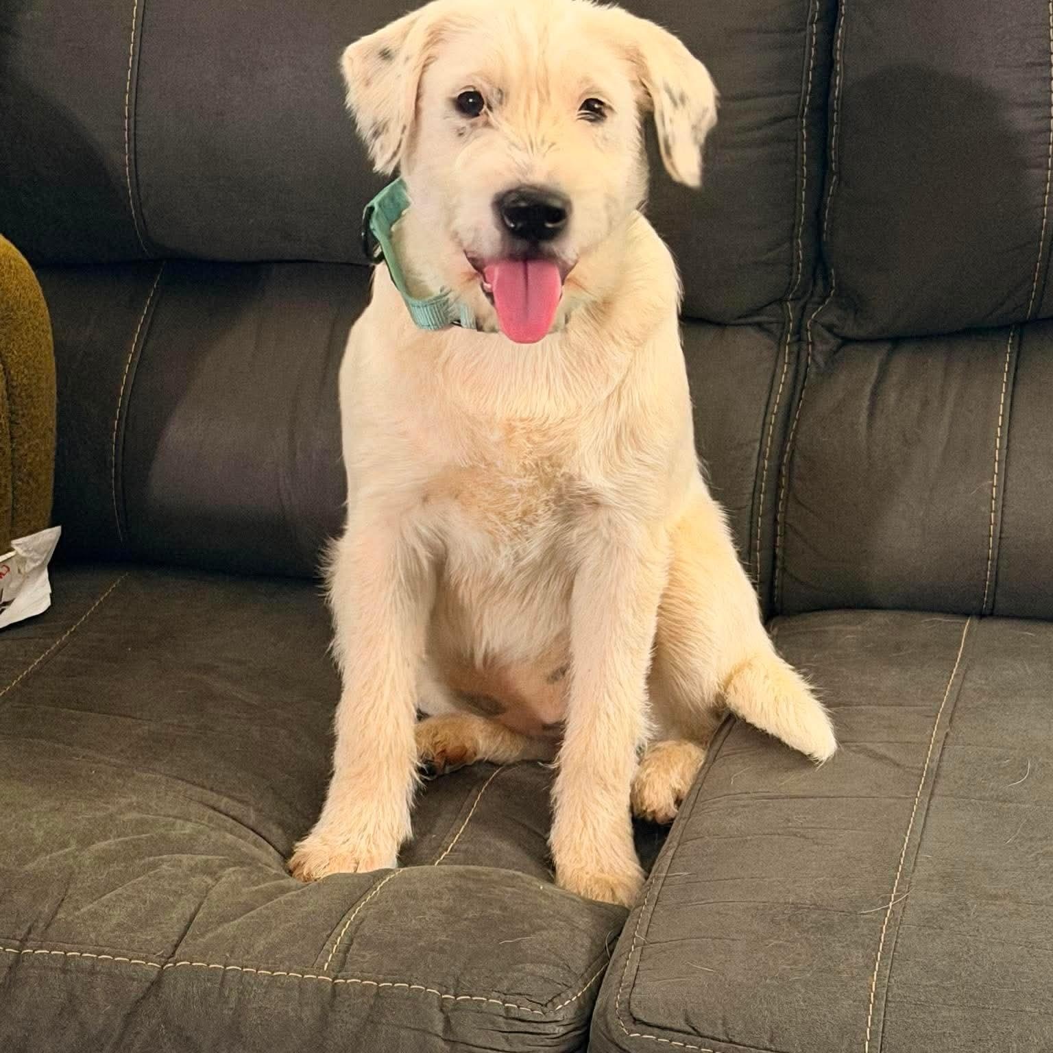 Sydney, adopted, Puppy Female Schnauzer & American Staffordshire Terrier.
