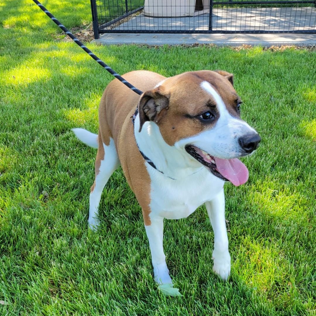 Enlarge Forest, a Adopted mixed breed in Lincoln, IL image 2/2