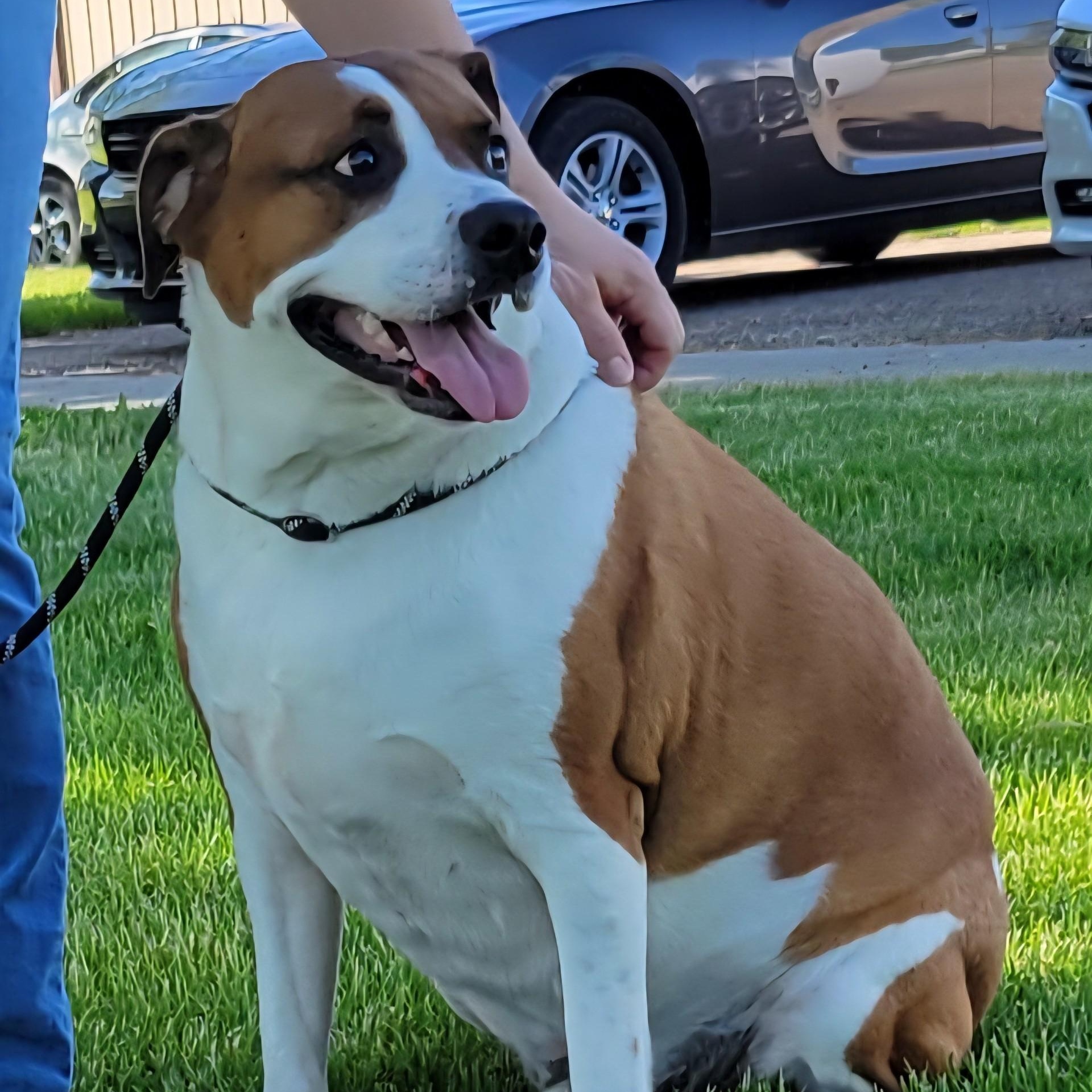 Forest, Adopted, Adult Male Boxer.