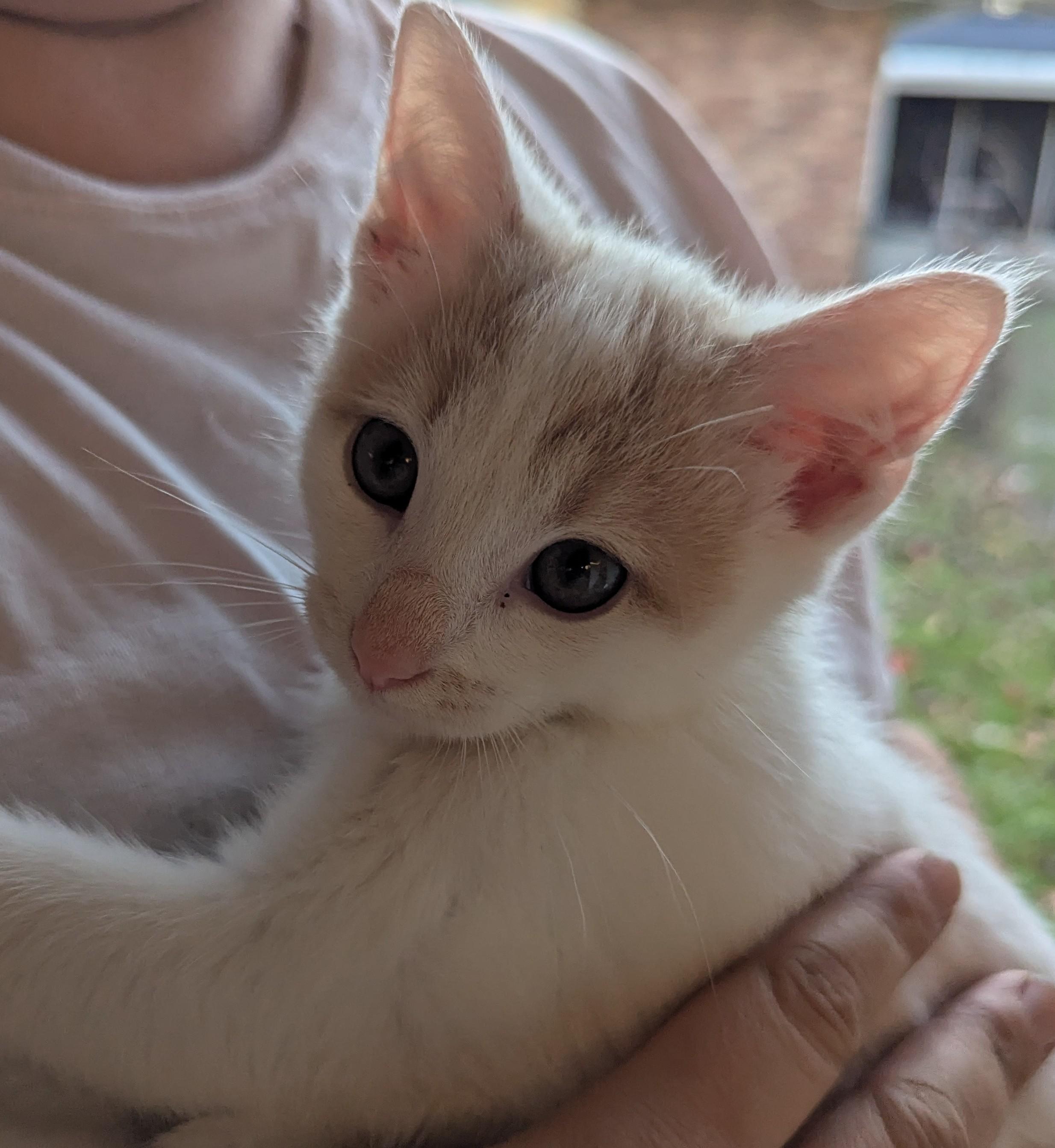 Freddy (Prince), a Adoptable Domestic Short Hair in Malden, MA image 1/4