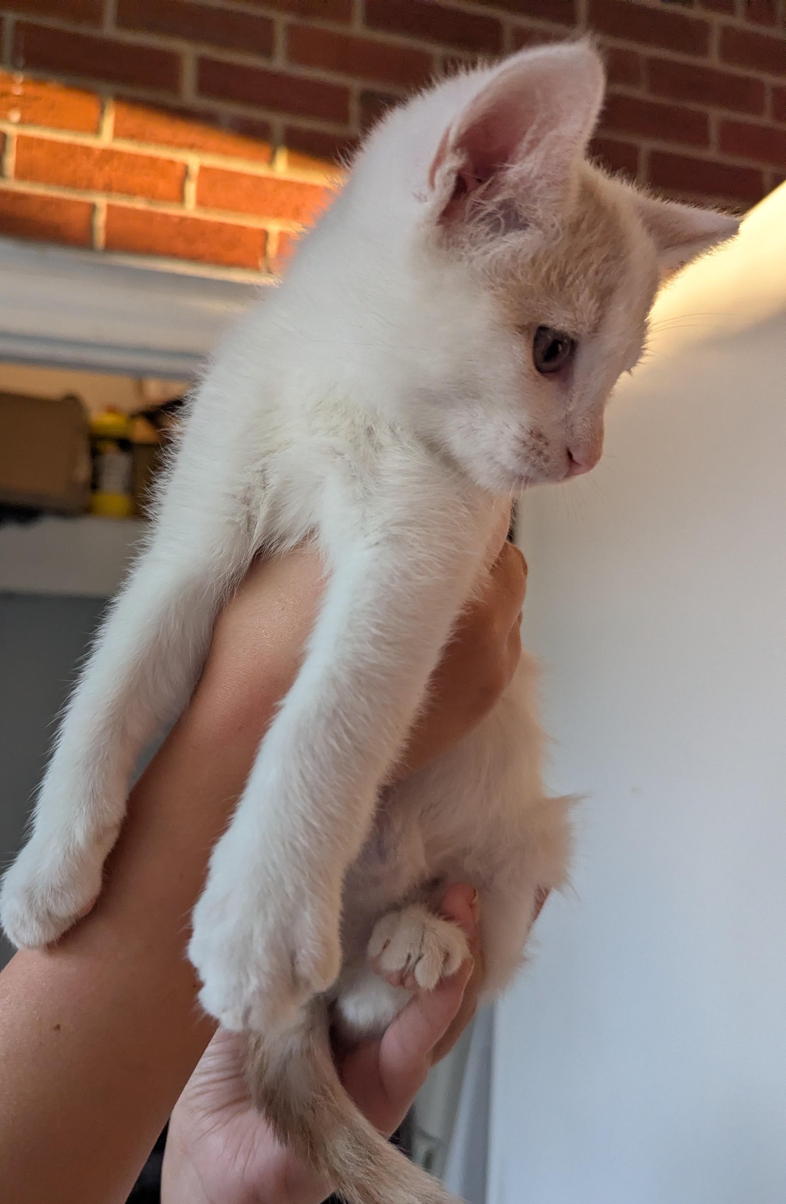 Freddy (Prince), a Adoptable Domestic Short Hair in Malden, MA image 2/4