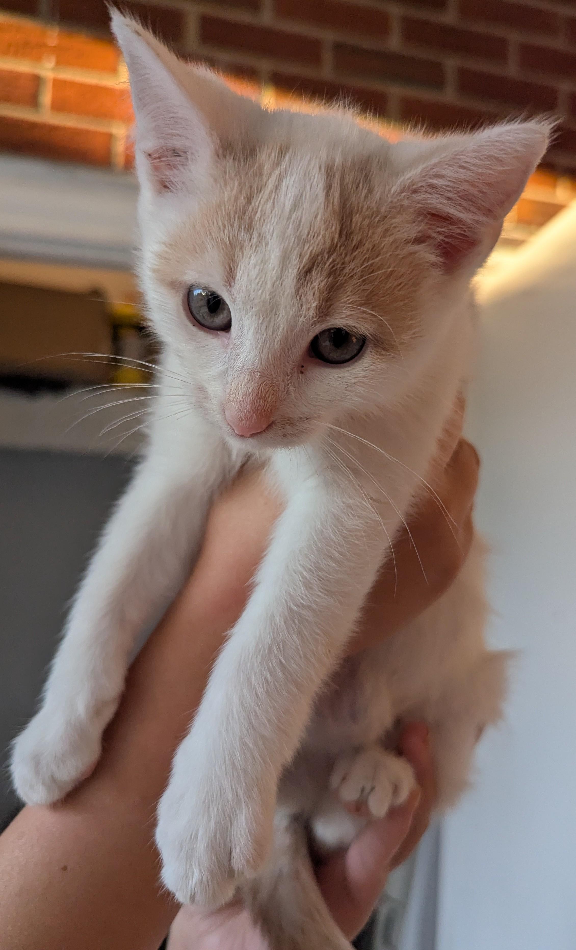 Freddy (Prince), a Adoptable Domestic Short Hair in Malden, MA image 3/4