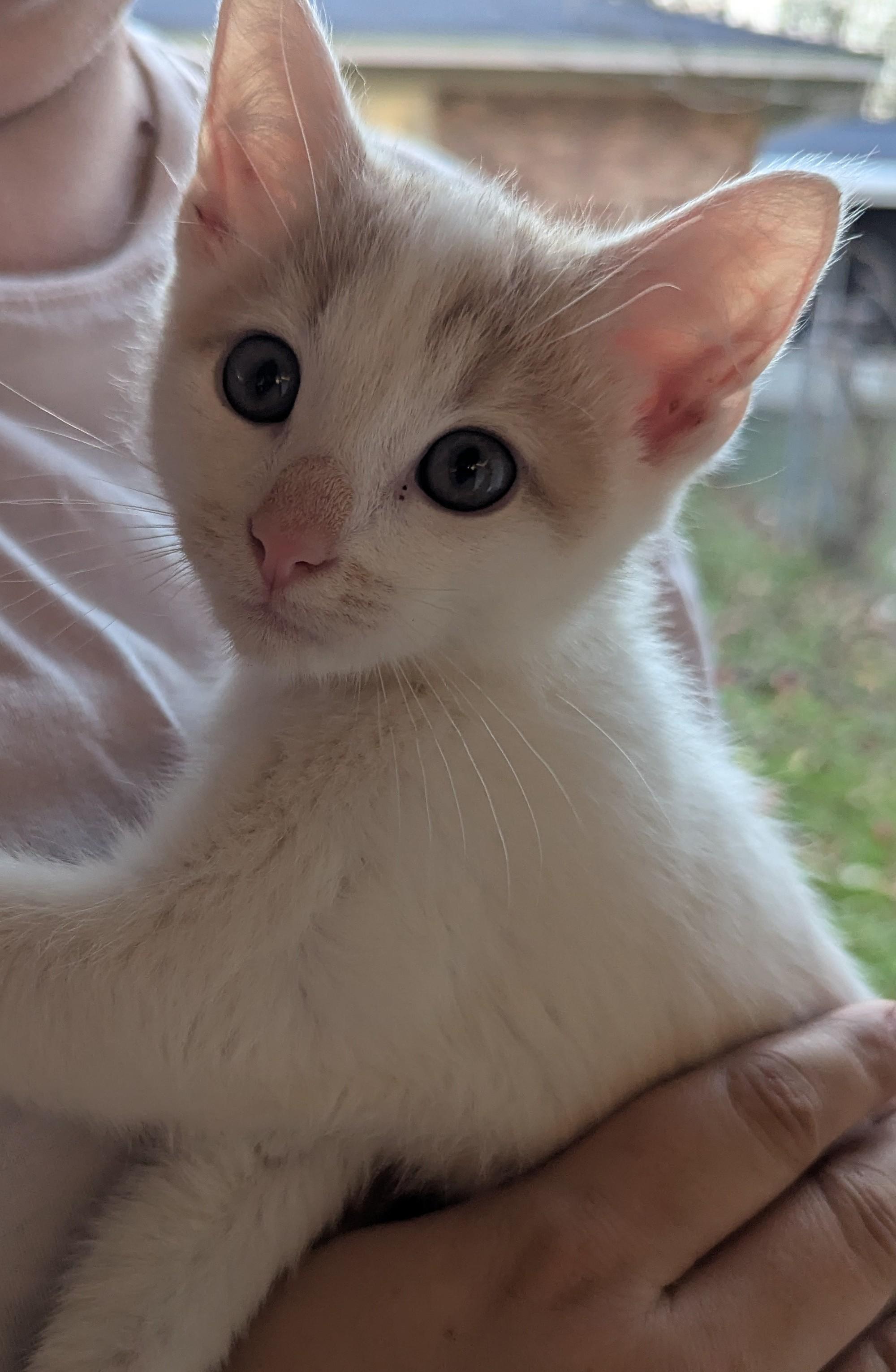 Freddy (Prince), a Adoptable Domestic Short Hair in Malden, MA image 4/4