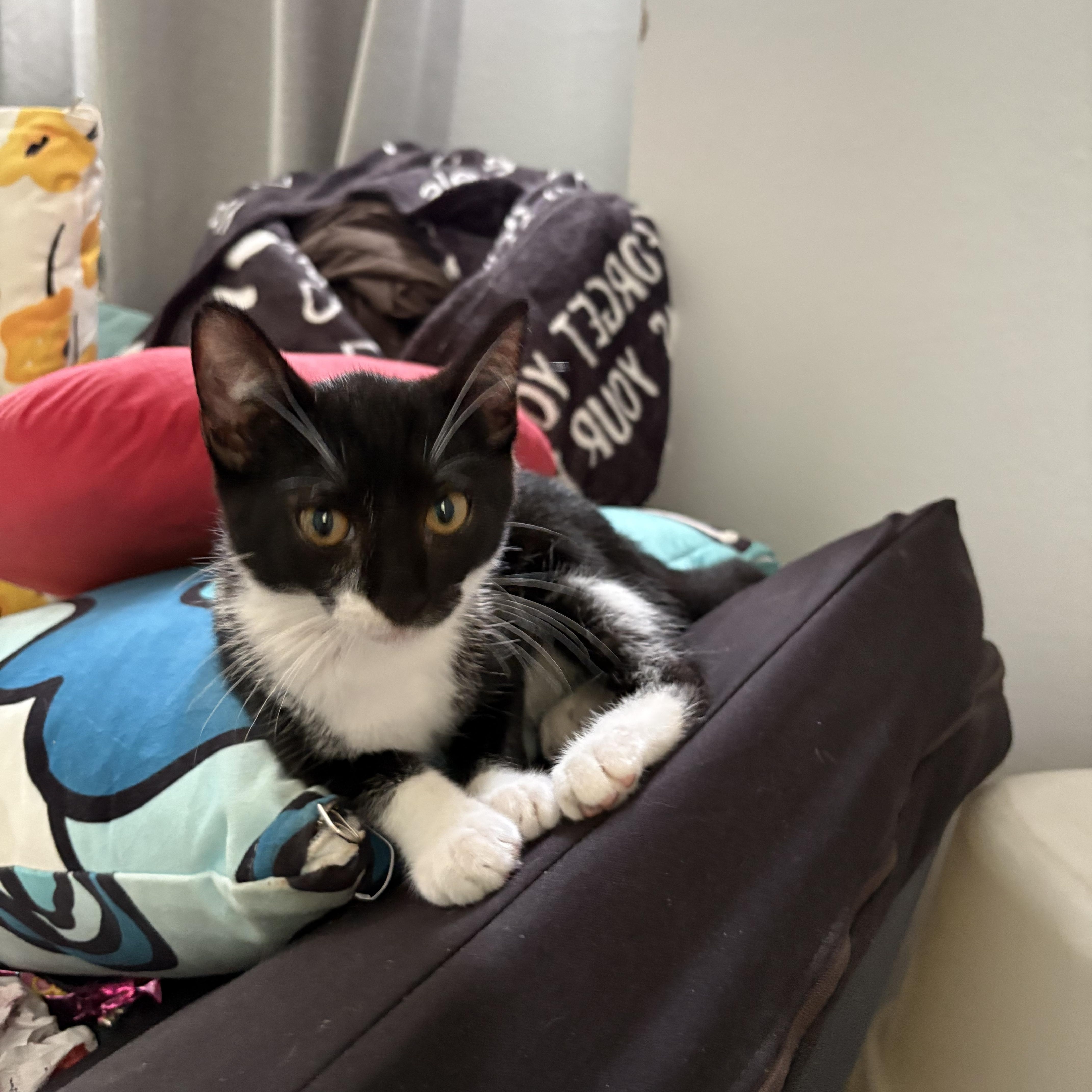 Tuxy Boots, Adoptable, Kitten Female Domestic Short Hair.