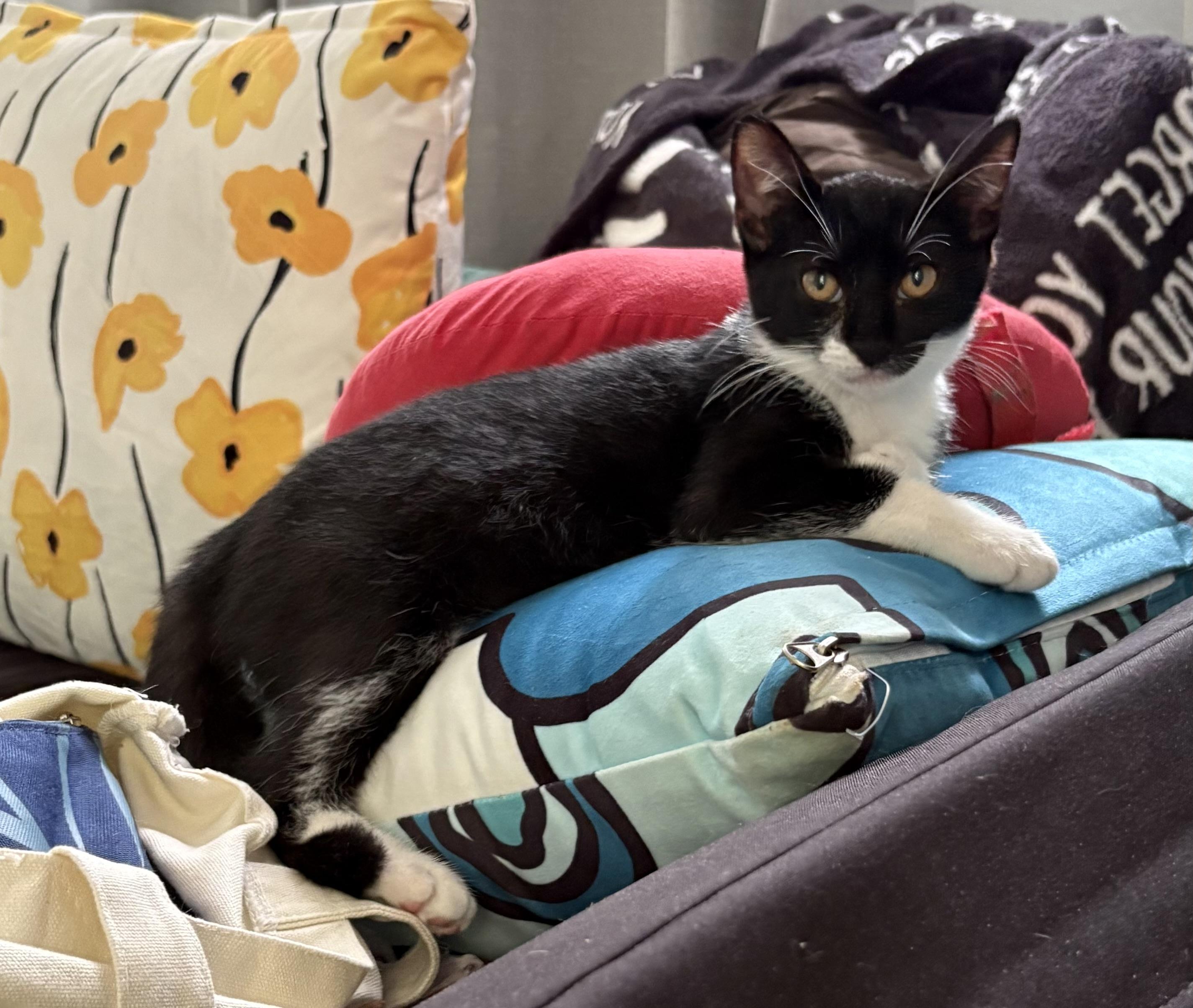 Enlarge Tuxy Boots, a Adoptable Domestic Short Hair in Aibonito, PR image 2/2