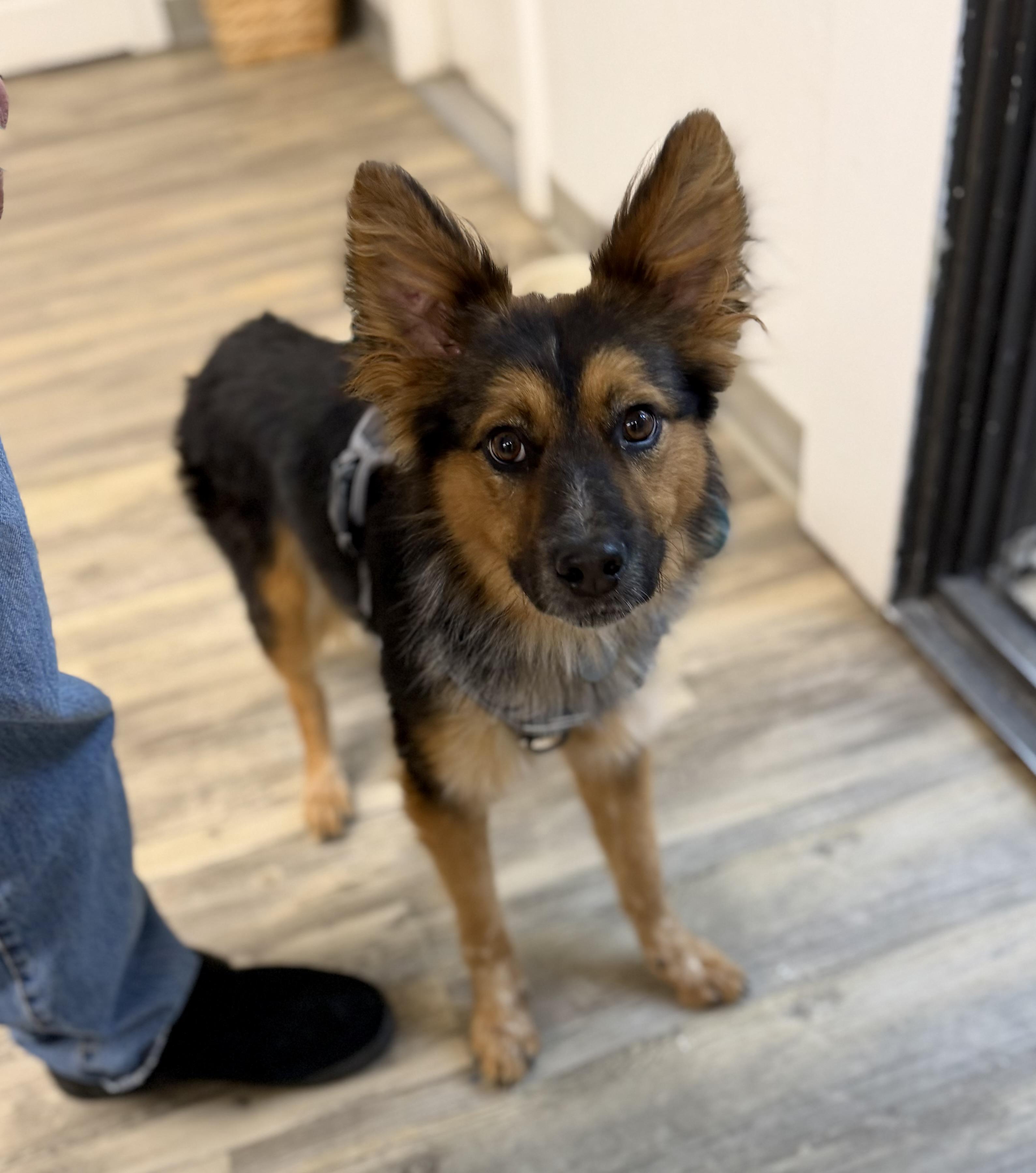 Enlarge Fluffy 0126, a Adopted mixed breed in Sonora, CA image 2/4