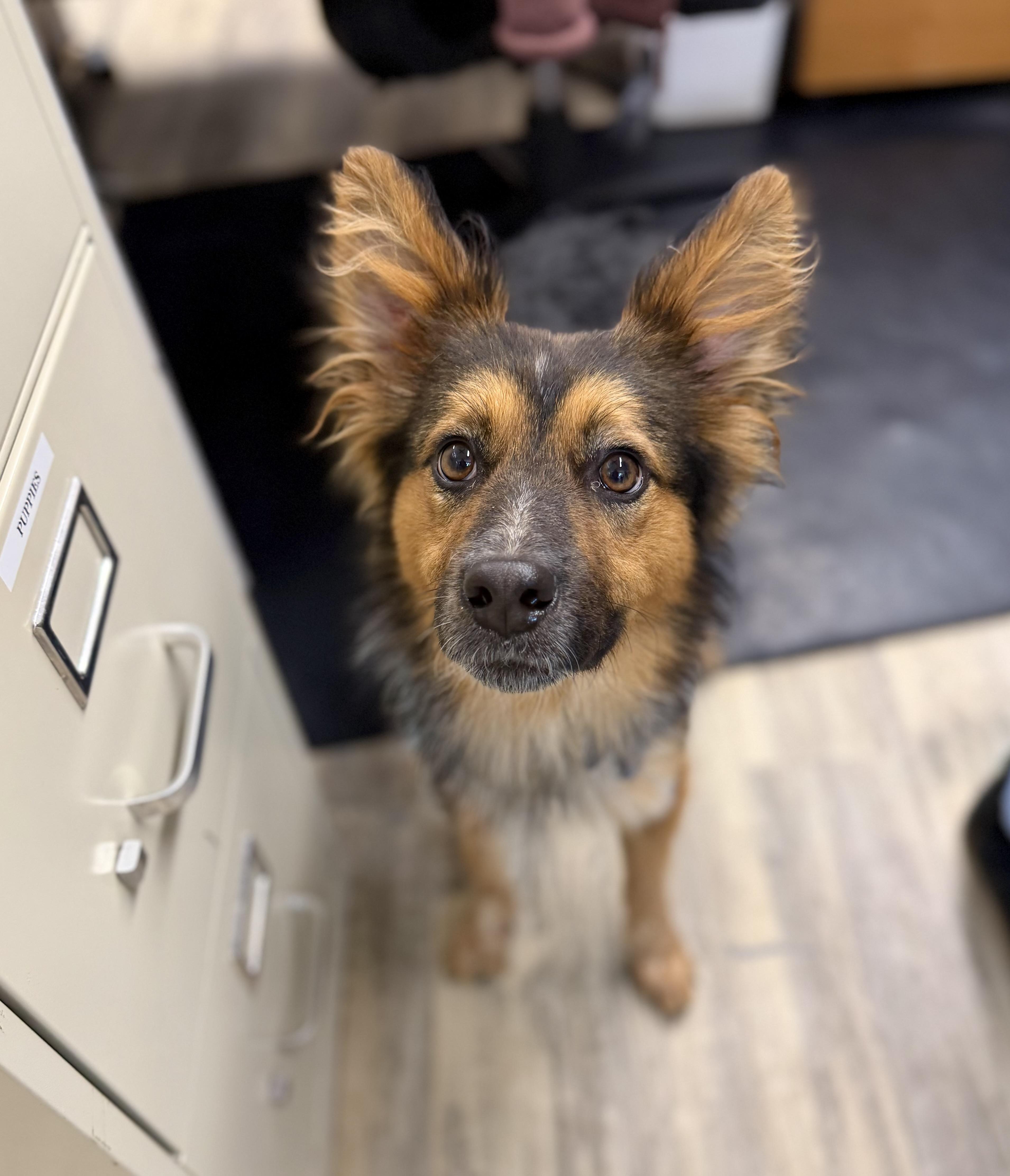 Fluffy 0126, Adopted, Young Male Australian Cattle Dog / Blue Heeler & Shepherd.