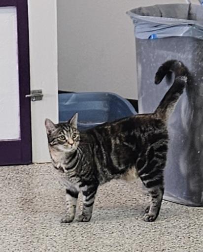 Enlarge Freya, a Adoptable Domestic Short Hair in Freeport, IL image 1/1