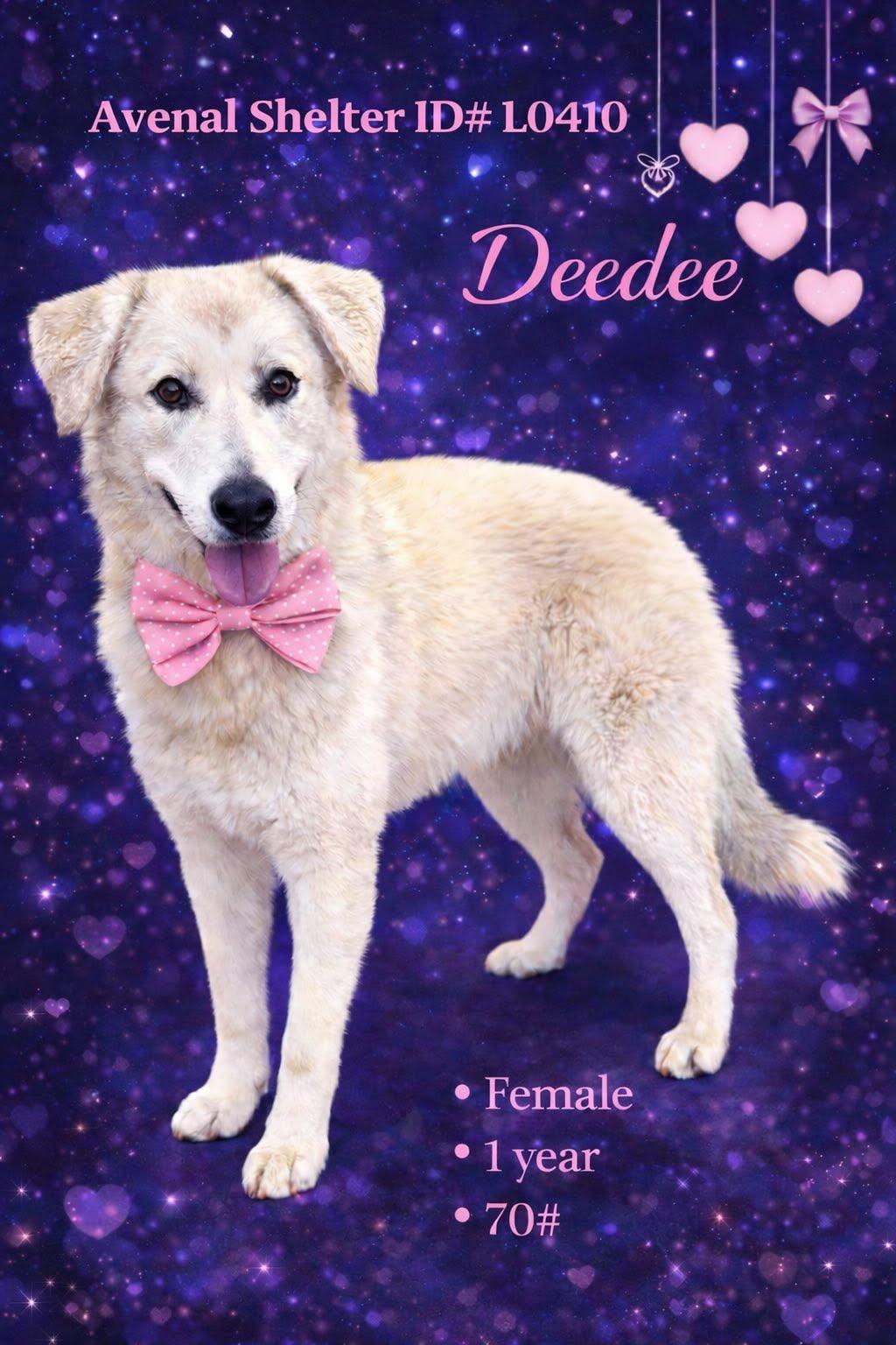 Deedee, ADOPTABLE, Young Female Labrador Retriever & Shepherd.