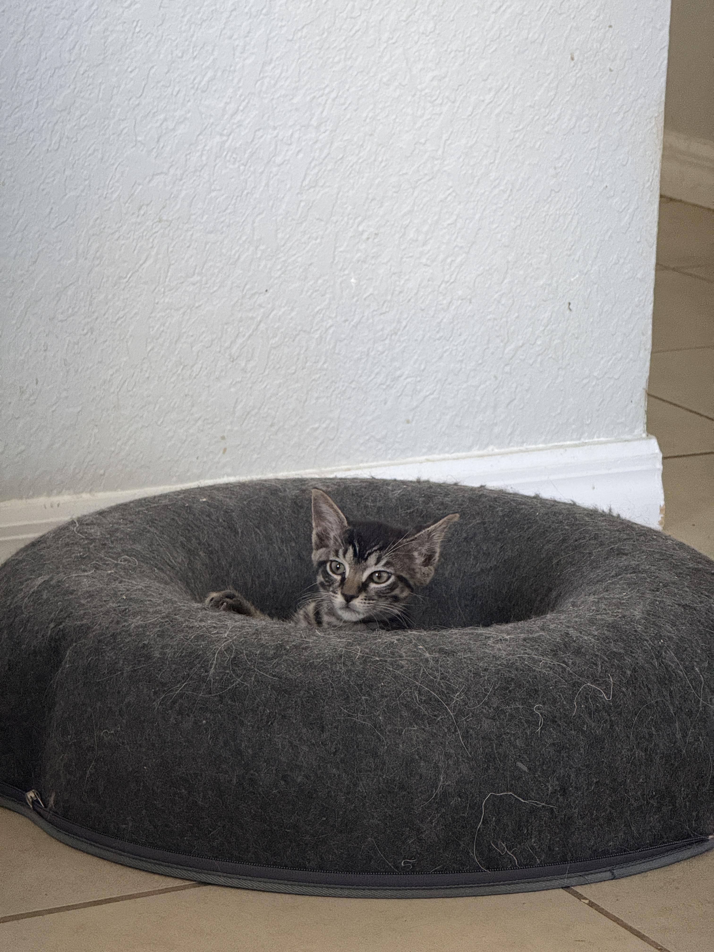 Enlarge Fang , a Adoptable Domestic Short Hair in New Smyrna Beach, FL image 5/5