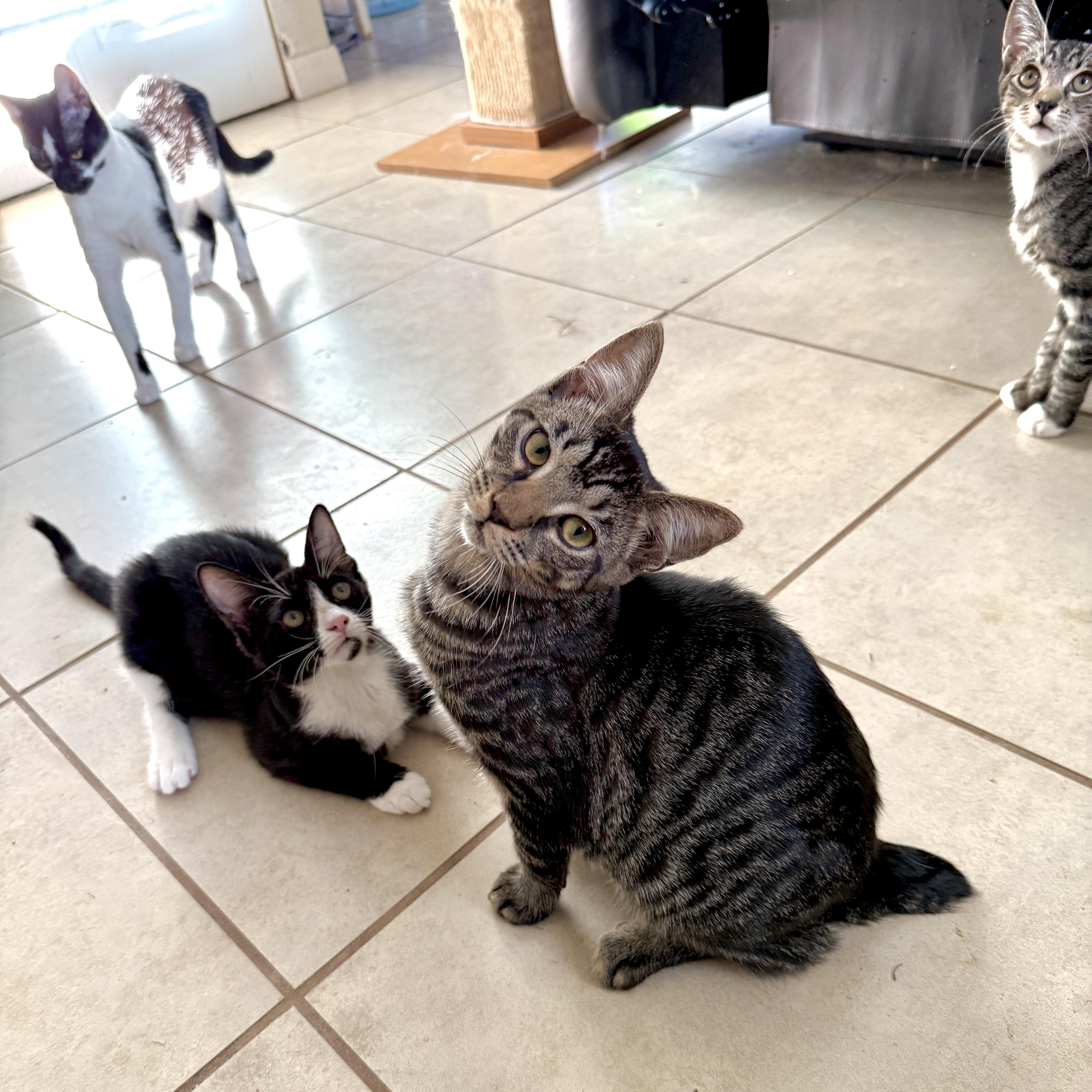 Enlarge Fang , a Adoptable Domestic Short Hair in New Smyrna Beach, FL image 3/5