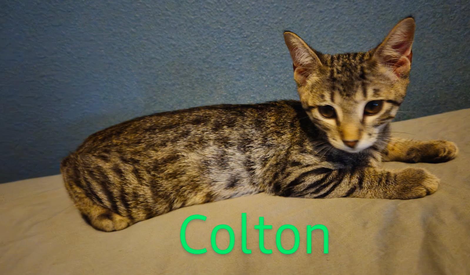 Colton - North Conroe Petsmart