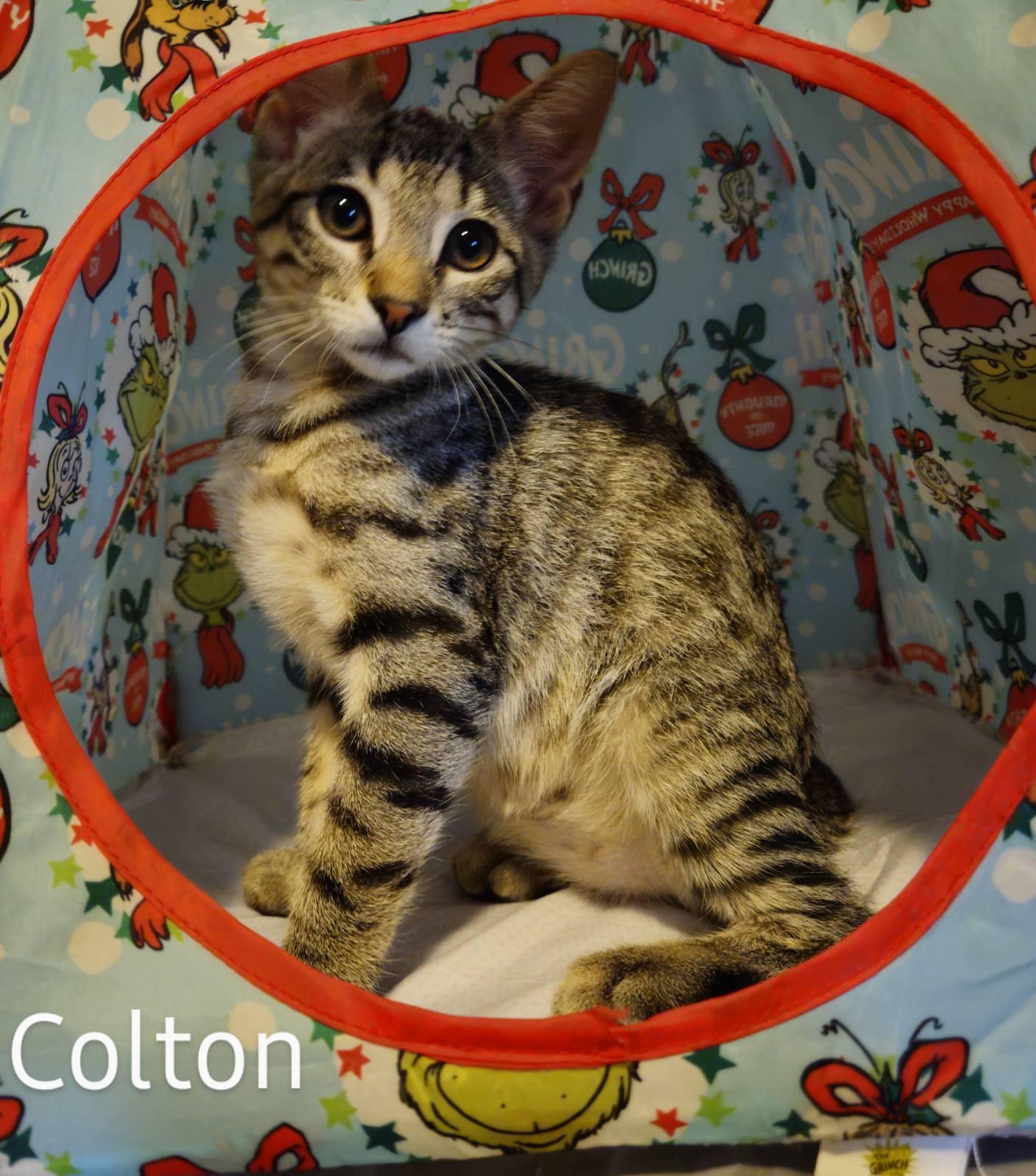 Colton - North Conroe Petsmart