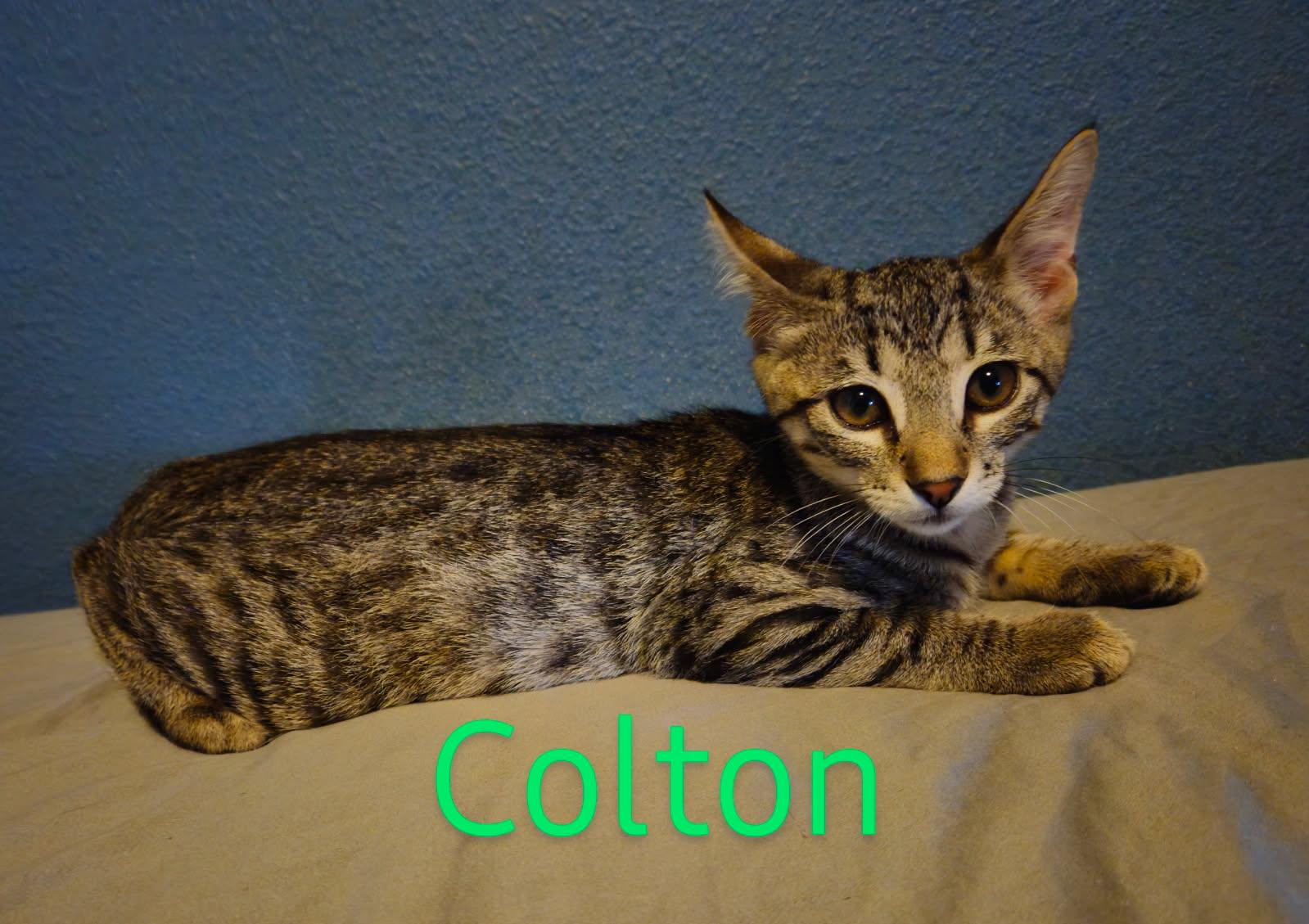 Colton - North Conroe Petsmart