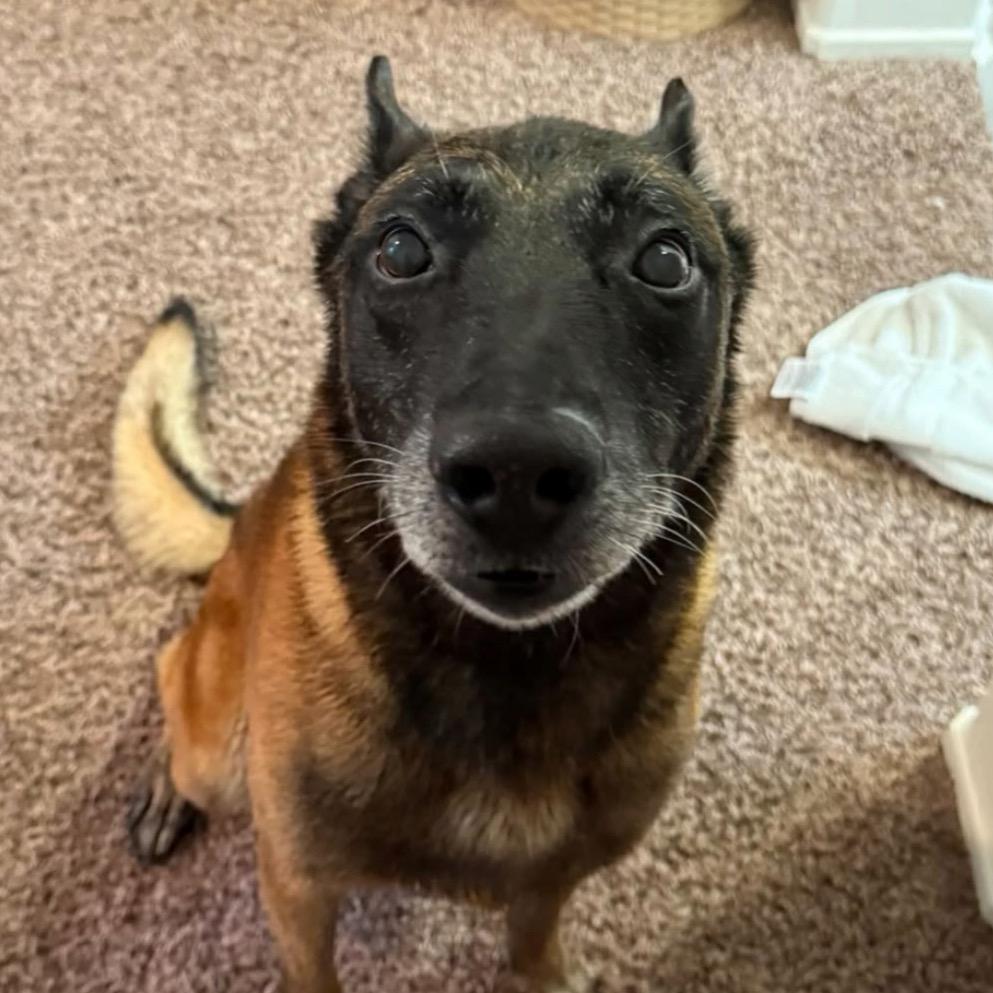 Oso, a Adoptable Belgian Shepherd / Malinois in oriskany, NY image 4/5
