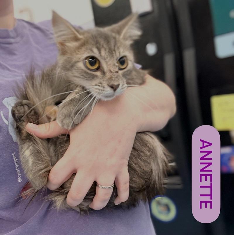 ANNETTE, Adoptable, Young Female Tabby.