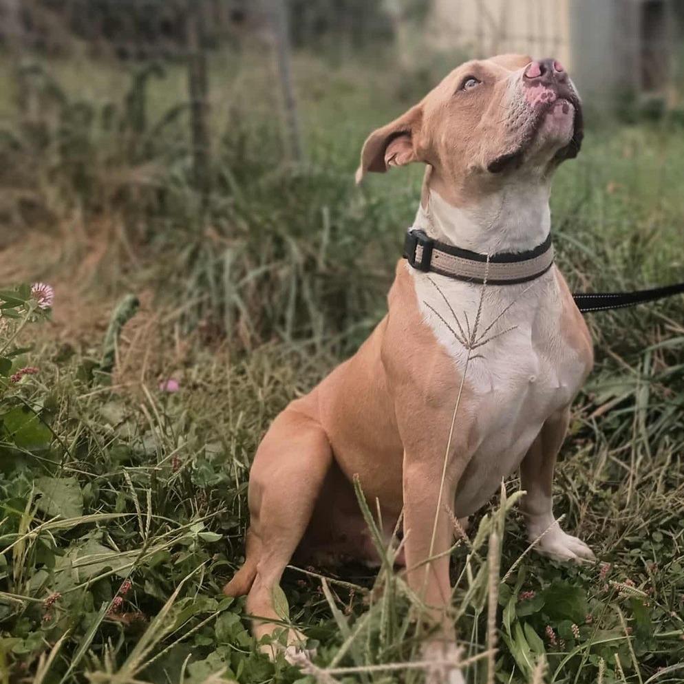 Rascal (Marshall), Adoptable, Puppy Male American Staffordshire Terrier & Labrador Retriever.