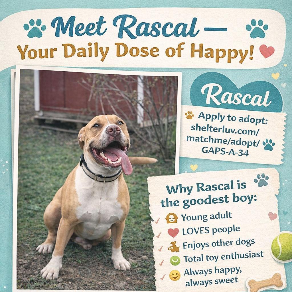 Enlarge Rascal (Marshall), a Adoptable mixed breed in Lancaster, OH image 3/4
