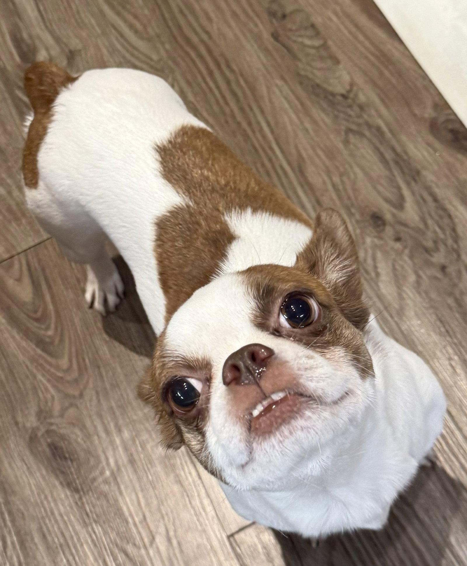 Enlarge Bridget, a Adopted mixed breed in Scottsdale, AZ image 1/3
