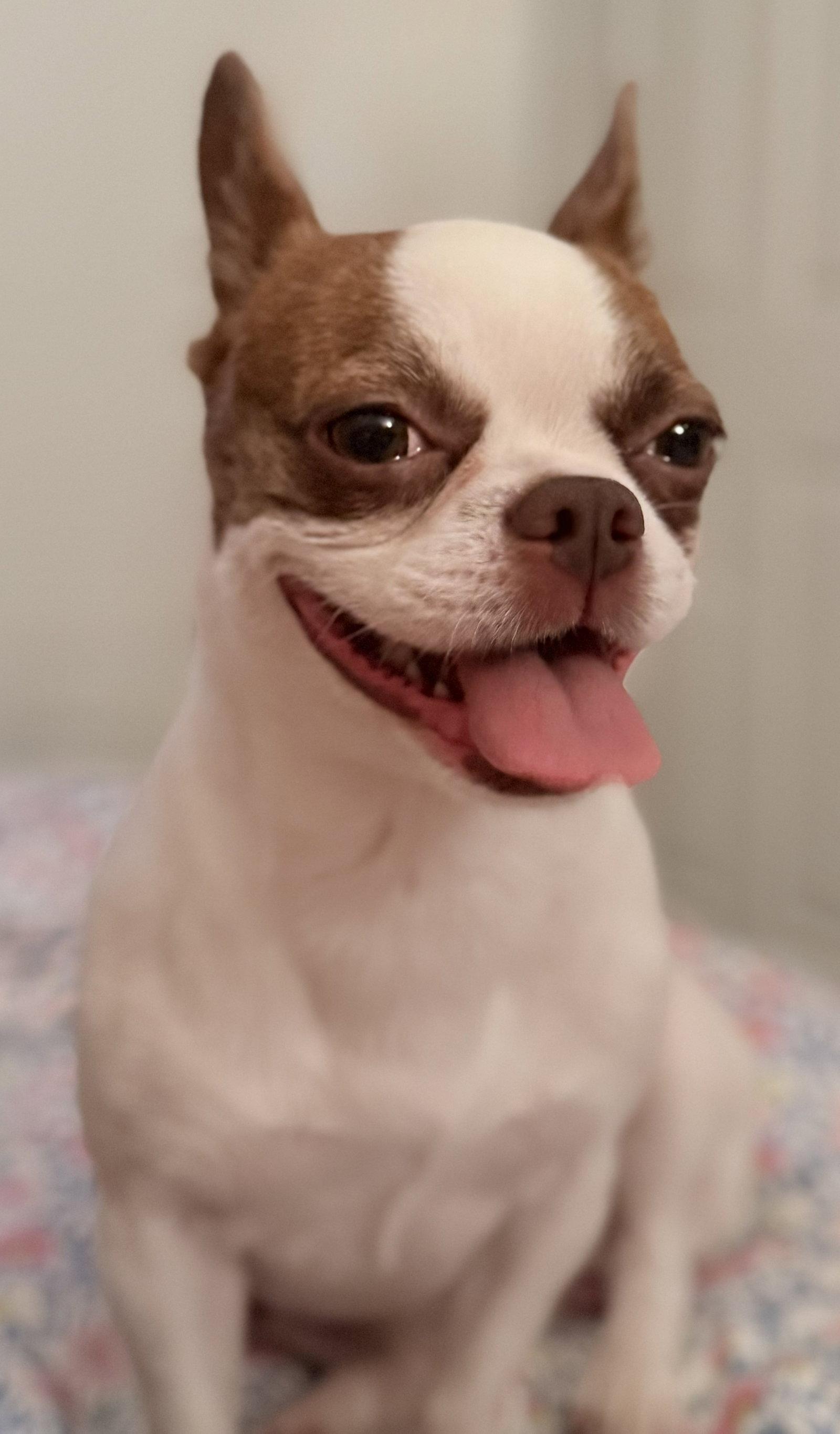 Enlarge Bridget, a Adopted mixed breed in Scottsdale, AZ image 2/3