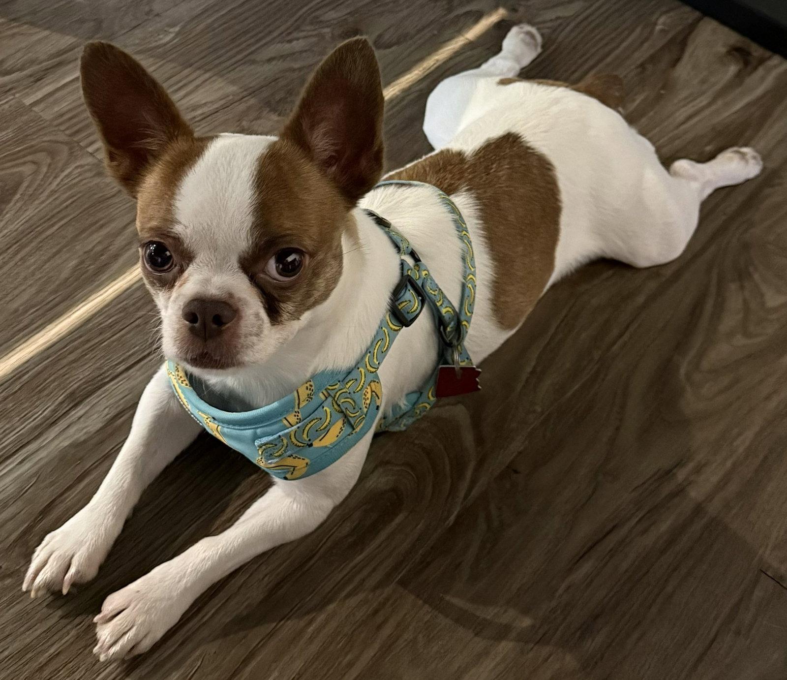Enlarge Bridget, a Adopted mixed breed in Scottsdale, AZ image 3/3