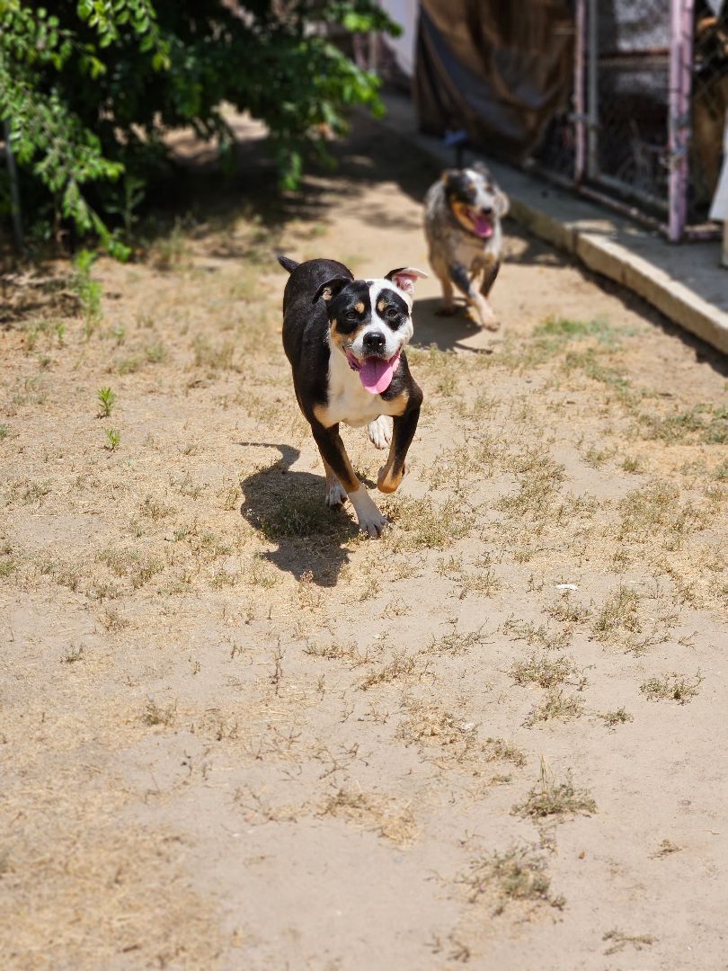 Opie photo 3