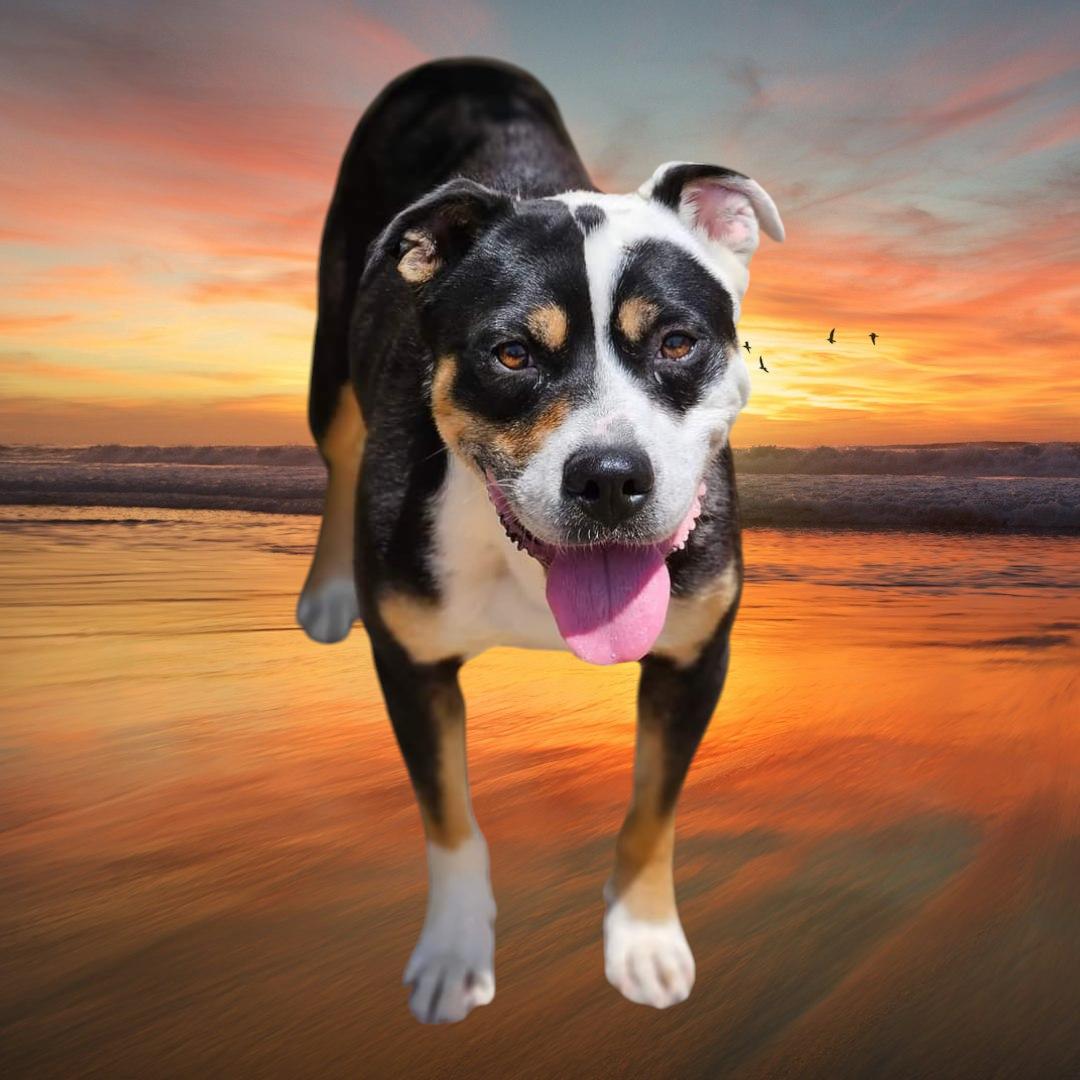 Opie, Adult Male Pit Bull Terrier