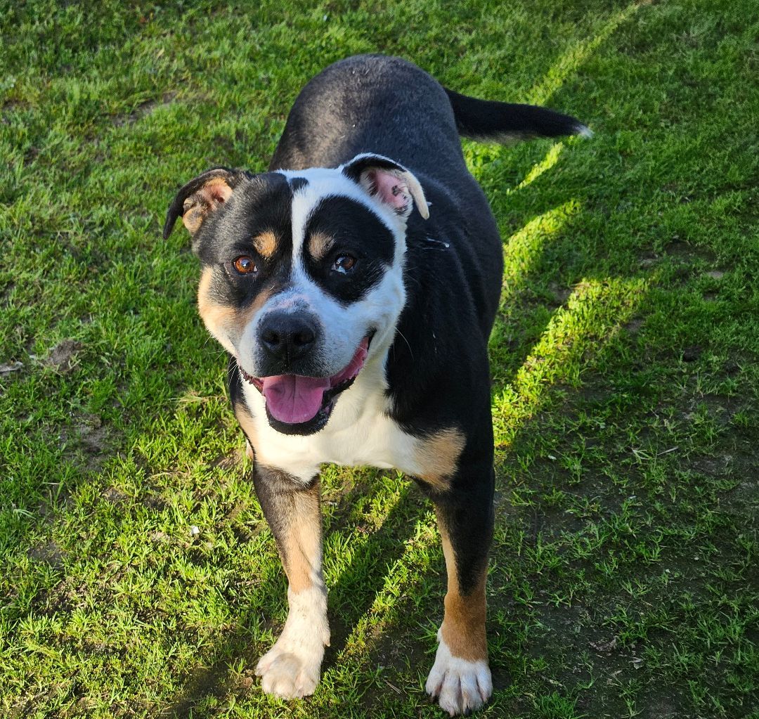 Enlarge Opie, a Adoptable mixed breed in Selma, CA image 4/6