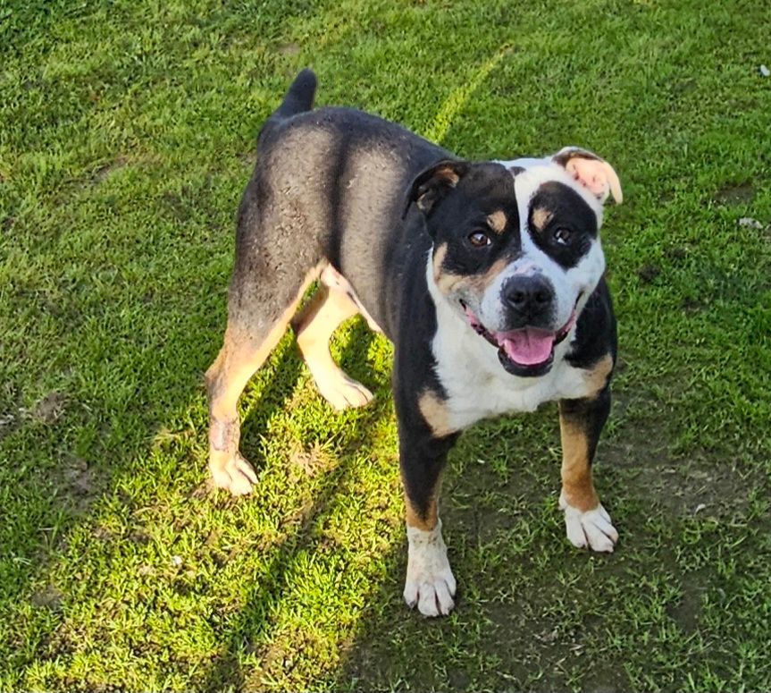 Enlarge Opie, a Adoptable mixed breed in Selma, CA image 5/6