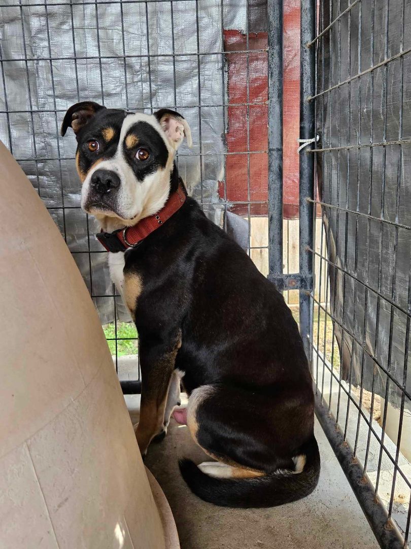 Enlarge Opie, a Adoptable mixed breed in Selma, CA image 6/6