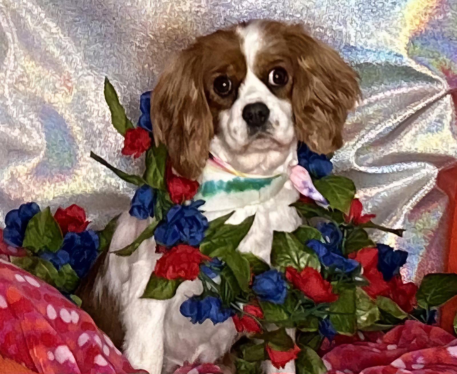 Genevieve-ARR, a Adoptable Cavalier King Charles Spaniel in Pataskala, OH image 1/3
