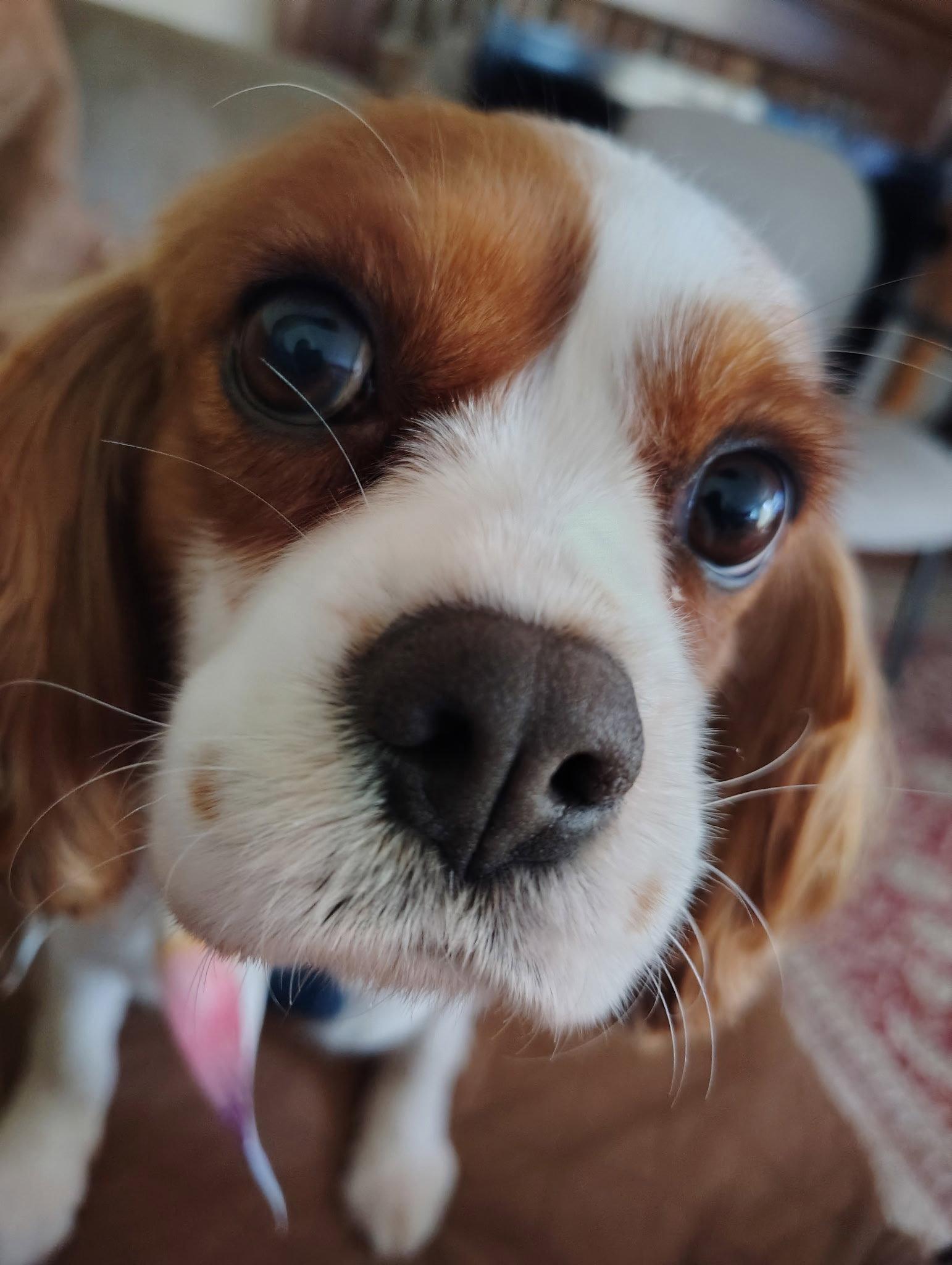 Genevieve-ARR, a Adoptable Cavalier King Charles Spaniel in Pataskala, OH image 3/3
