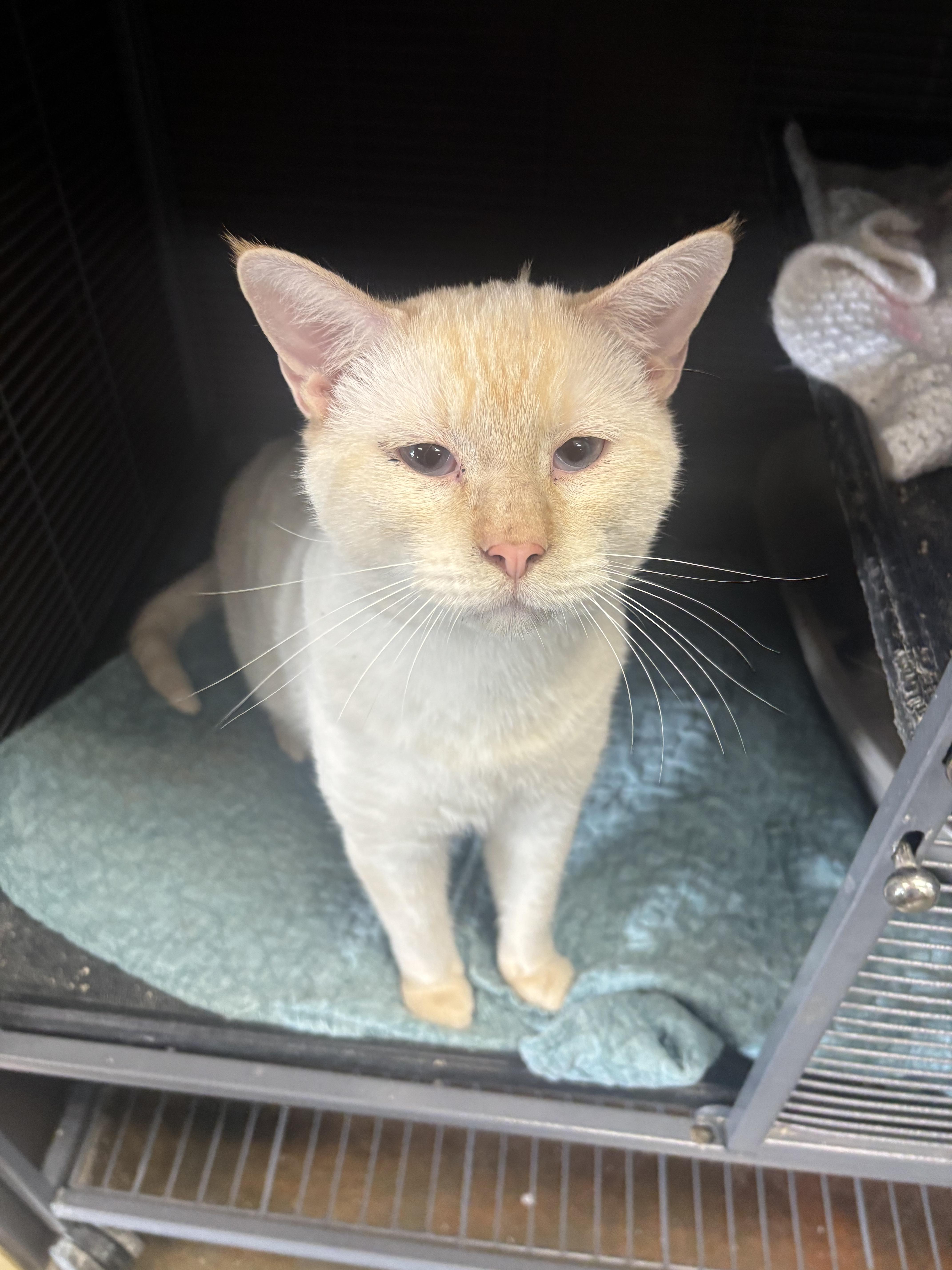Snowball, ADOPTABLE, Adult Male Siamese.