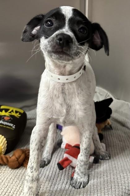 Gus, Adoptable, Young Male Chihuahua & Mixed Breed.